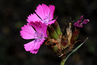 Dianthus balbisii